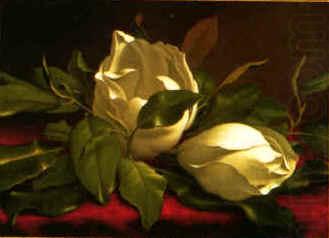 Martin Johnson Heade Magnolia hgh china oil painting image